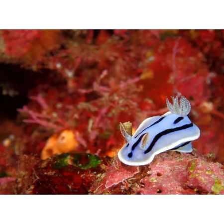 Pack caisson MARELUX pour OM SYSTEM TG7 avec appareil TG-7