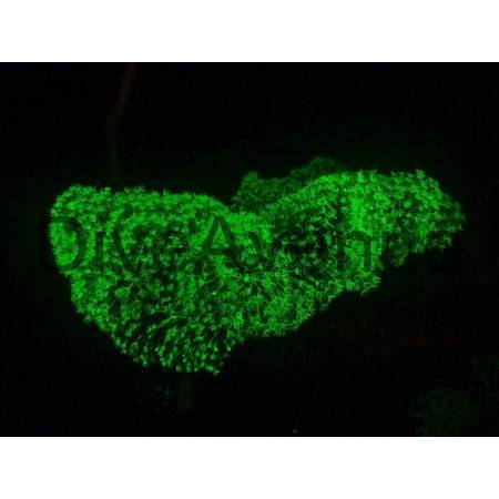 Bigblue FDK35 fluorescence kit for AL and CF models