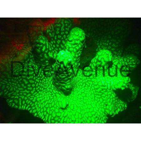 Kit fluorescence Bigblue FDKCF1800 FDK-VL/VTL - Lampes Pro