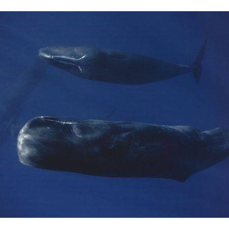 Sperm whales by Stéphane Granzotto