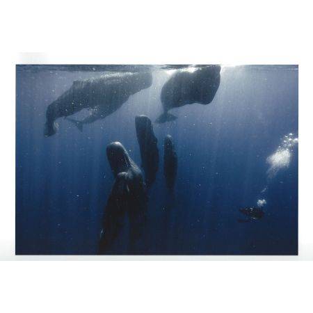 Sperm whales by Stéphane Granzotto